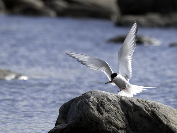 Lapintiira, Arctic Tern, Sterna paradisaea