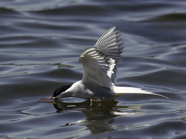 Lapintiira, Arctic Tern, Sterna paradisaea