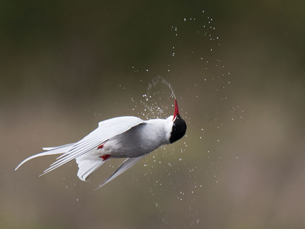 Lapintiira, Arctic Tern, Sterna paradisaea