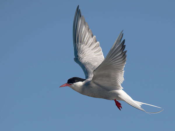 Lapintiira, Arctic Tern, Sterna paradisaea