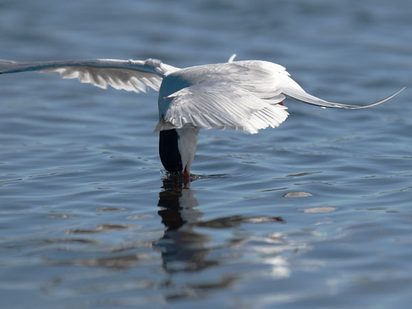 Lapintiira, Arctic Tern, Sterna paradisaea