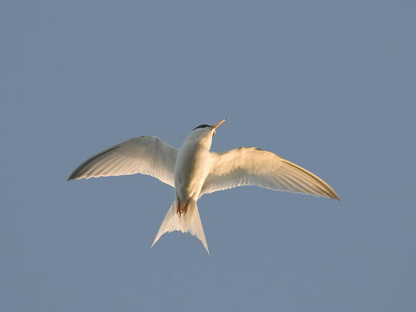 Pikkutiira, Little Tern, Sternula albifrons