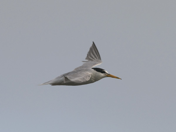 Pikkutiira, Little Tern, Sternula albifrons