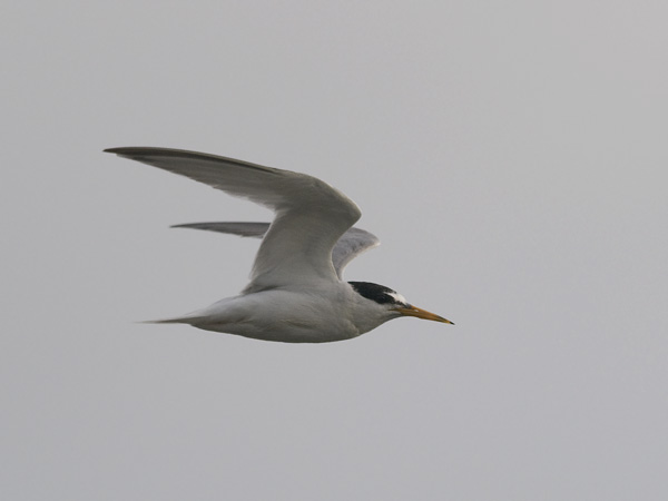 Pikkutiira, Little Tern, Sternula albifrons