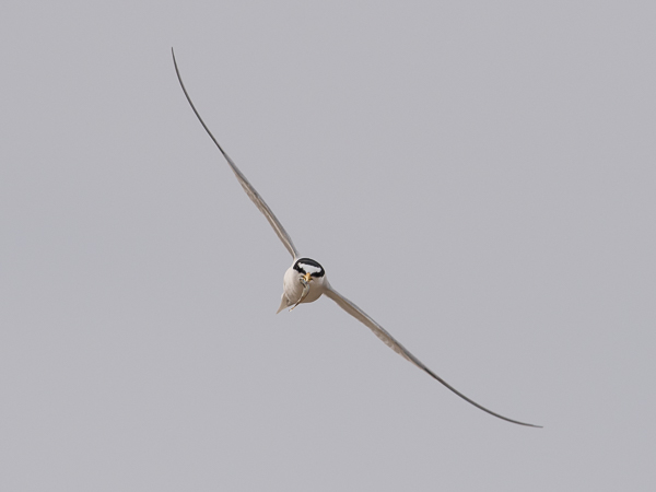 Pikkutiira, Little Tern, Sternula albifrons