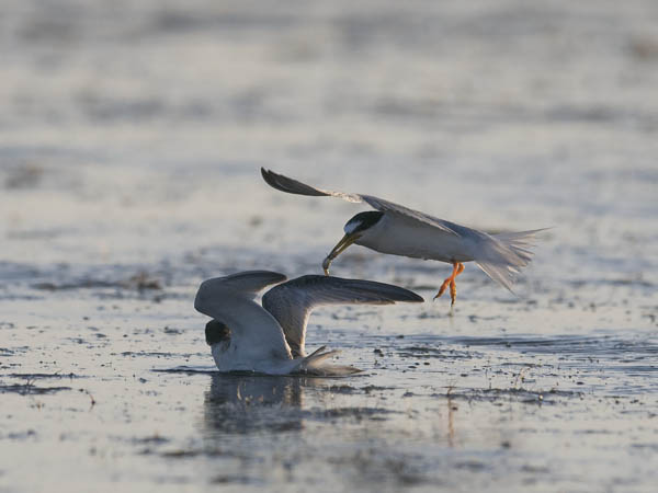 Pikkutiira, Little Tern, Sternula albifrons