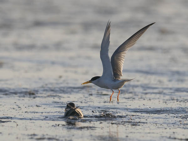 Pikkutiira, Little Tern, Sternula albifrons