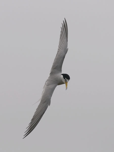 Pikkutiira, Little Tern, Sternula albifrons