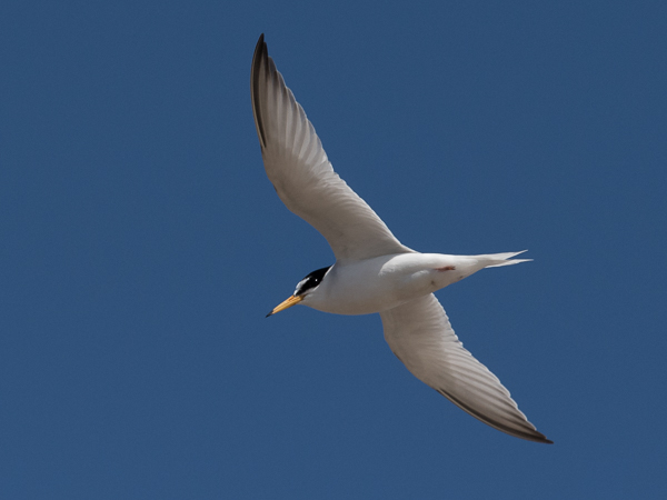Pikkutiira, Little Tern, Sternula albifrons