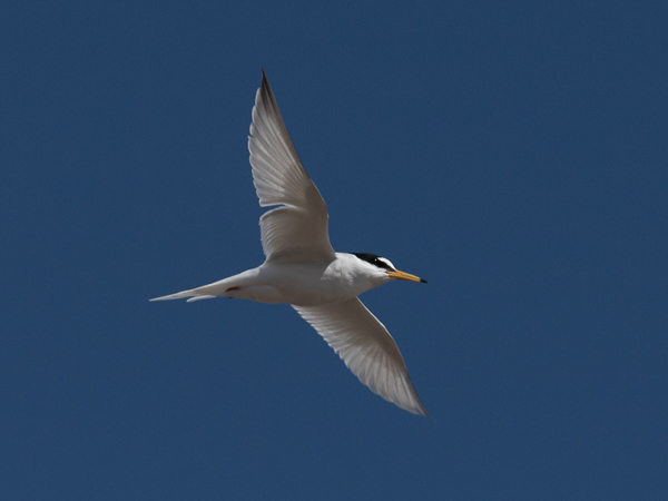 Pikkutiira, Little Tern, Sternula albifrons