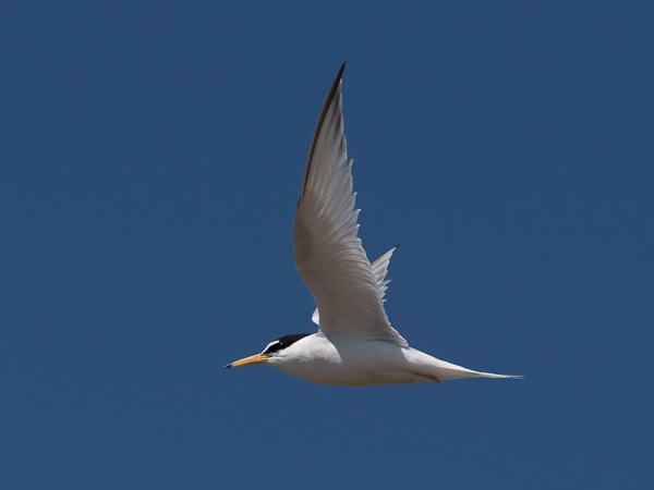 Pikkutiira, Little Tern, Sternula albifrons