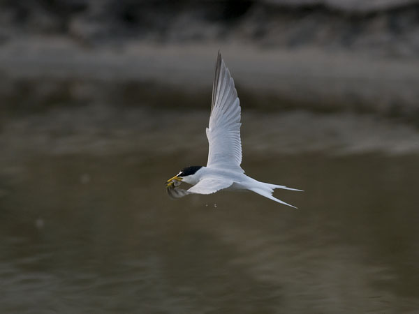 Pikkutiira, Little Tern, Sternula albifrons