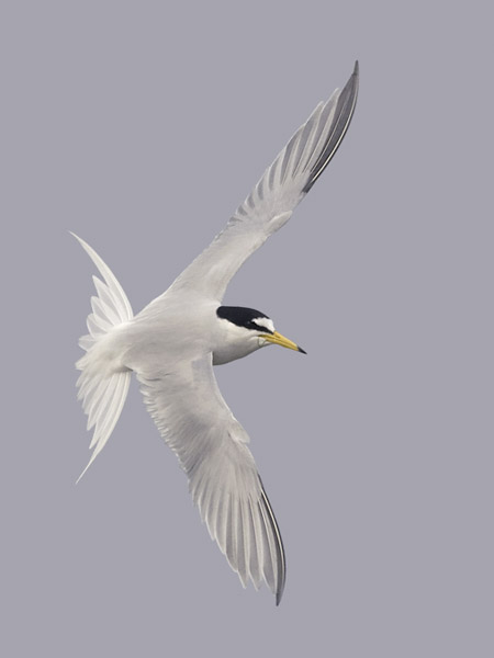 Pikkutiira, Little Tern, Sternula albifrons