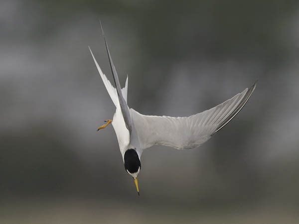 Pikkutiira, Little Tern, Sternula albifrons