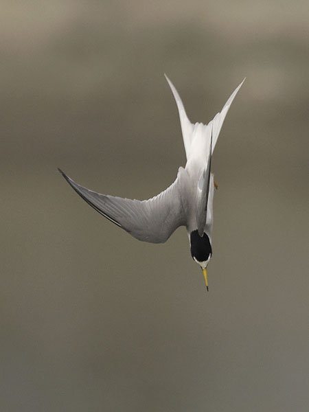 Pikkutiira, Little Tern, Sternula albifrons