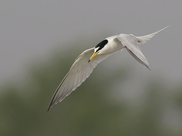 Pikkutiira, Little Tern, Sternula albifrons