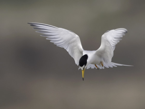 Pikkutiira, Little Tern, Sternula albifrons