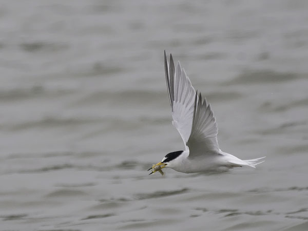 Pikkutiira, Little Tern, Sternula albifrons