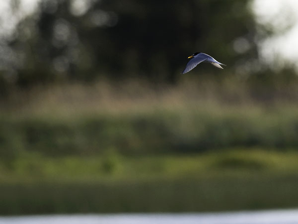 Pikkutiira, Little Tern, Sternula albifrons