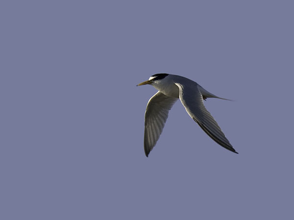 Pikkutiira, Little Tern, Sternula albifrons