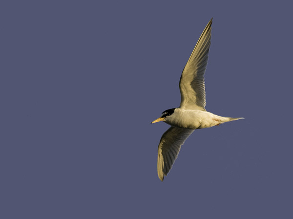 Pikkutiira, Little Tern, Sternula albifrons