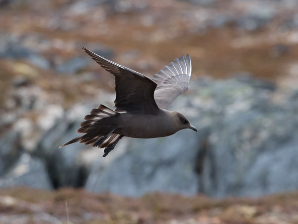 Merikihu, Parasitic Jaeger, Stercorarius parasiticus