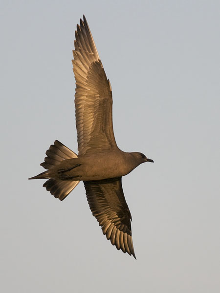 Merikihu, Parasitic Jaeger, Stercorarius parasiticus