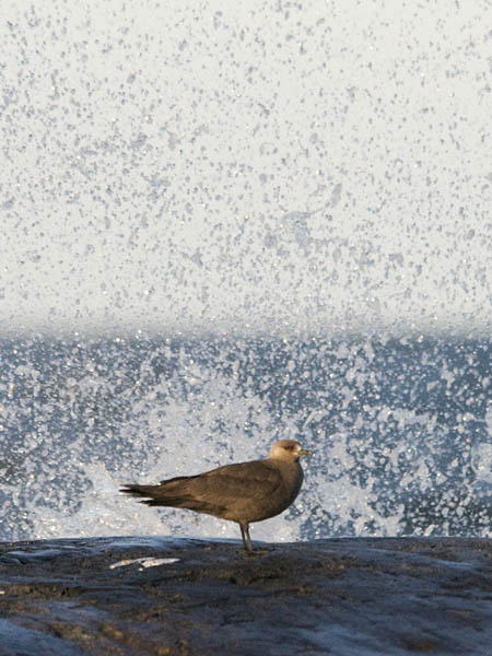 Merikihu, Parasitic Jaeger, Stercorarius parasiticus