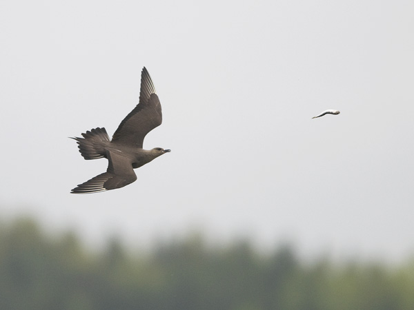 Merikihu, Parasitic Jaeger, Stercorarius parasiticus