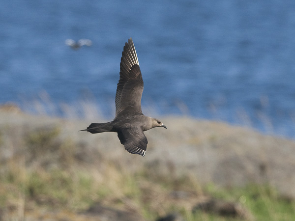 Merikihu, Parasitic Jaeger, Stercorarius parasiticus