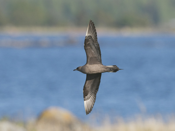 Merikihu, Parasitic Jaeger, Stercorarius parasiticus