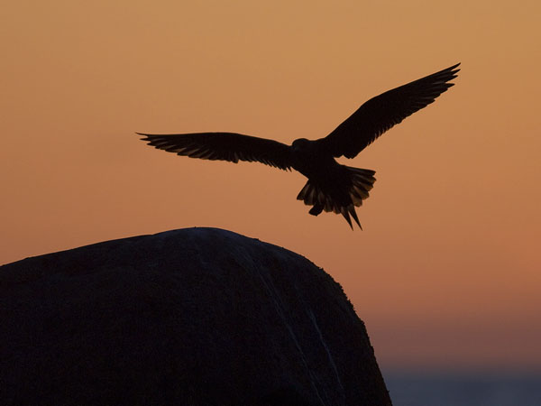 Merikihu, Parasitic Jaeger, Stercorarius parasiticus