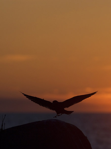 Merikihu, Parasitic Jaeger, Stercorarius parasiticus