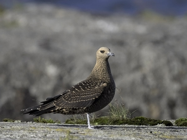 Merikihu, Parasitic Jaeger, Stercorarius parasiticus