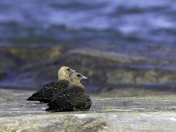Merikihu, Parasitic Jaeger, Stercorarius parasiticus