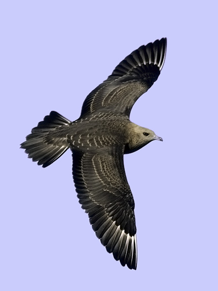 Merikihu, Parasitic Jaeger, Stercorarius parasiticus