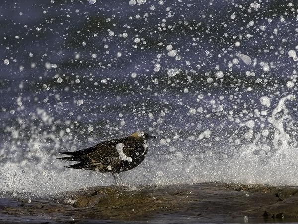 Merikihu, Parasitic Jaeger, Stercorarius parasiticus