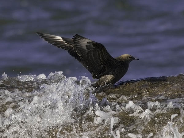 Merikihu, Parasitic Jaeger, Stercorarius parasiticus