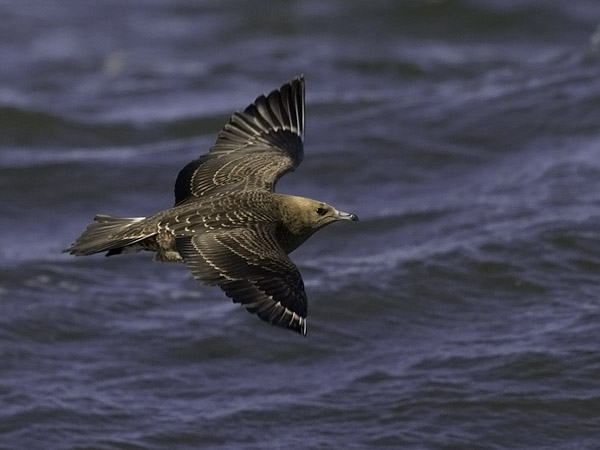 Merikihu, Parasitic Jaeger, Stercorarius parasiticus