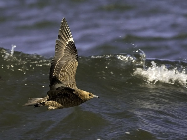 Merikihu, Parasitic Jaeger, Stercorarius parasiticus