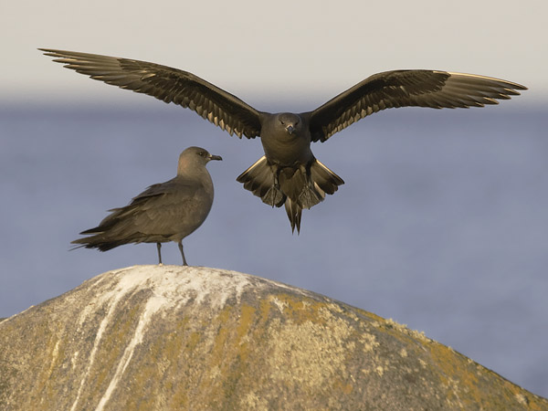 Merikihu, Parasitic Jaeger, Stercorarius parasiticus