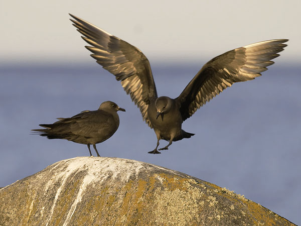 Merikihu, Parasitic Jaeger, Stercorarius parasiticus