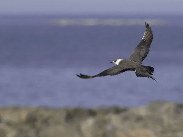 Merikihu, Parasitic Jaeger, Stercorarius parasiticus