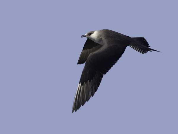 Merikihu, Parasitic Jaeger, Stercorarius parasiticus