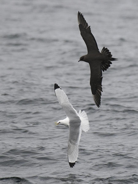 Merikihu, Parasitic Jaeger, Stercorarius parasiticus