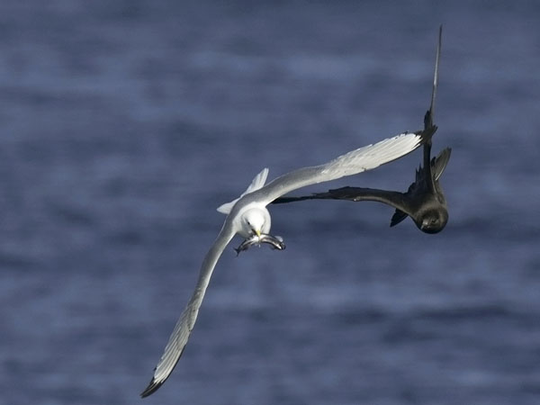 Merikihu, Parasitic Jaeger, Stercorarius parasiticus