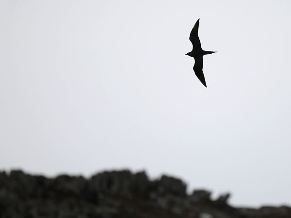 Merikihu, Parasitic Jaeger, Stercorarius parasiticus