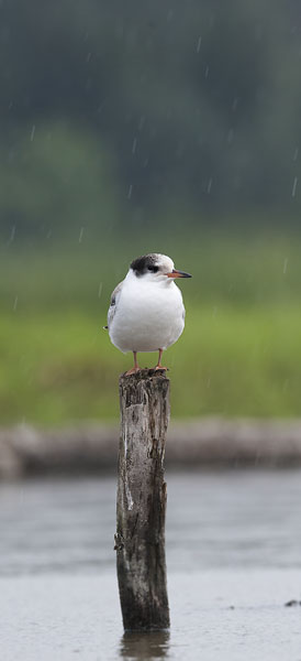 Kalatiira, Common Tern, Sterna hirundo