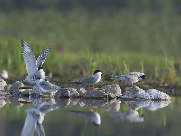 Kalatiira, Common Tern, Sterna hirundo