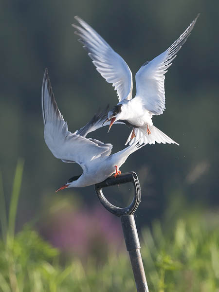 Kalatiira, Common Tern, Sterna hirundo